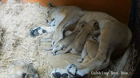 Lion and cubs