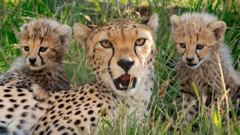 Three cheetahs sitting down in grass looking towards the camera. The one in the middle appears to be an adolescent or adult, and either side of them are small cubs.