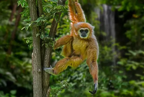 Getty Images A lar gibbon dangling from a tree in a tropical rain forest native to Indonesia, Laos, Malaysia, Myanmar and Thailand. Digital composite.