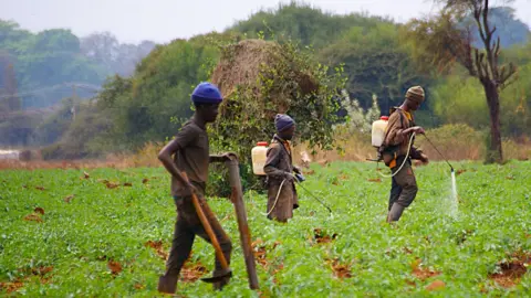 Peter Njoroge/BBC three men walking on a field of tomato crops. Two of them are spraying pesticides, and the other is holding a pole and a scythe