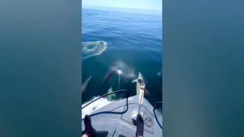 A boat in the sea with dolphins