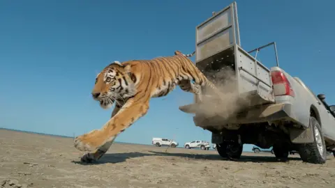 Tiger jumping from a cage on the back of a vehicle