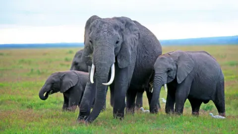 Getty Images Four elephants grazing in Amboseli National Park