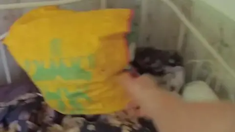 Police body camera footage of man hiding underneath a duvet with a yellow shopping bag on his head. An arm is reaching down to pull the bag off him. 