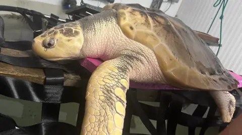 Anglesey Sea Zoo Out of water briefly, Rhossi sits on a pink mat on a work bench at the Anglesey Sea Zoo.  His yellow head and yellow front-left flipper are very prominent, with his scaly skin and enormous shell beyond.