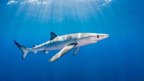 Getty Images A blue shark swimming in the sea as sun rays filter through the water. 