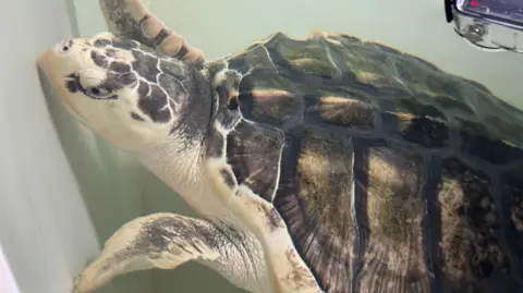 A close-up photo of Rhossi underwater, swimming against the white side of his tank.  His head is yellow and dark brown grey and his shell is dark brown/grey with some yellow highlights.