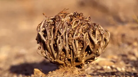 Getty Images This image is a close-up photograph of a dried, spherical plant structure resting on sandy ground. The plant is composed of many thin, curled, woody stems woven together into a cage-like ball, with small seed pods or dried floral remnants visible throughout the interior. The foreground is sharply focused, highlighting the rough texture of the stems and the grains of soil at the base of the plant. The background is heavily blurred in warm tan and brown tones, creating a shallow depth-of-field effect that isolates the plant from its surroundings.