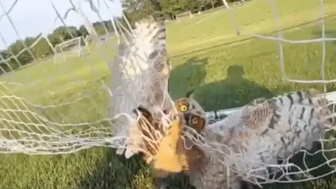 Owl is seen tangled in a net.