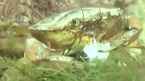 A crab in water.