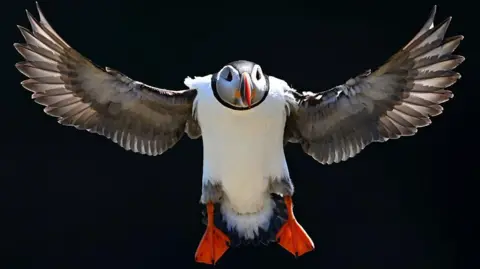 Puffin mid-flight