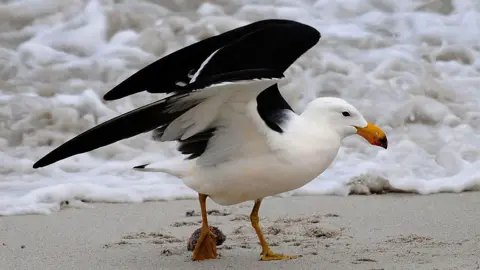 Getty Images A black and white bird - a Pacific Gull - with its wings spread and standing on a sandy beach with whitewash in the background 