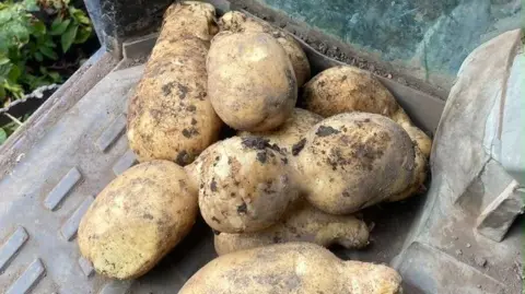 Lucy Munns A pile of potatoes with a light covering of soil on them. They are grown into separate knobbly bits.