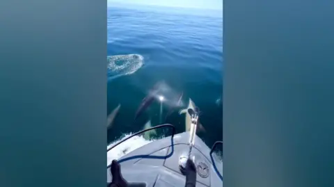A boat on water with dolphins
