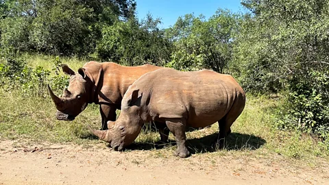 Barbara Noe Kennedy White rhinos are slowly returning to Zambia, thanks in part to slow tourism (Credit: Barbara Noe Kennedy)