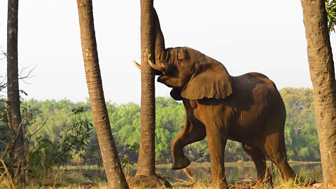Barbara Noe Kennedy An elephant raises its trunk against a tree in the mopane wilderness (Credit: Barbara Noe Kennedy)