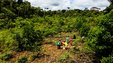 J G Soler/ Fundación Gaia Amazonas A family including several children and adults are grouped together in a clearing in the rainforest. They appear to be harvesting something (Credit: J G Soler/ Fundación Gaia Amazonas)
