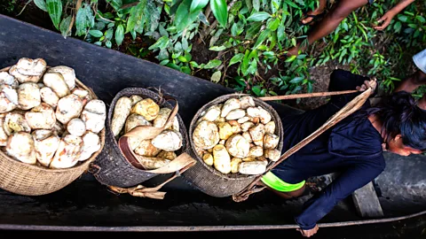 J G Soler/ Fundación Gaia Amazonas Yuca (cassava) is a staple food of the Amazon – in particular of chagras, where many different species of it are grown (Credit: J G Soler/ Fundación Gaia Amazonas)