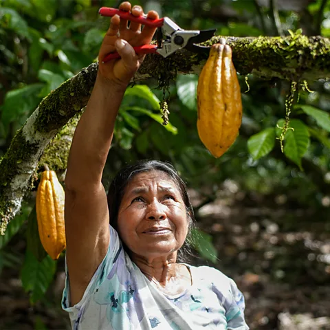 Asociación Kallari Some Ecuadorian chakras are now selling cacao for a profit – sometimes also creating new pressures on the mixed farming system (Credit: Asociación Kallari)