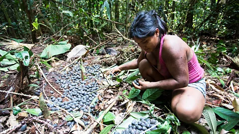 J G Soler/ Fundación Gaia Amazonas Chagras involve clearing trees, but are also linked to wider indigenous land management considered vital for preventing deforestation (Credit: J G Soler/ Fundación Gaia Amazonas)