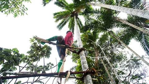J G Soler/ Fundación Gaia Amazonas After five or six years of use, chagras are left to grow wild – but continue to provide fruit and hunting grounds for locals (Credit: J G Soler/ Fundación Gaia Amazonas)