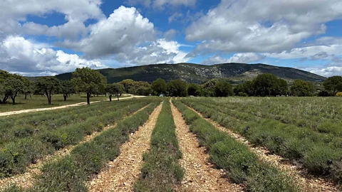 Erin Henk Many lavender farms, like La Maison de la Lavande, explode into purple each summer (Credit: Erin Henk)
