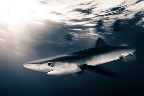 Hannes Klostermann/ Ocean Image Bank A slender blue shark speeds under the ocean surface (Credit: Hannes Klostermann/ Ocean Image Bank)