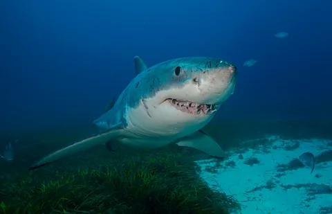 Jayne Jenkins/ Ocean Image Bank Usually thought of as solitary animals, great white sharks may, in fact, have best friends (Credit: Jayne Jenkins/ Ocean Image Bank)