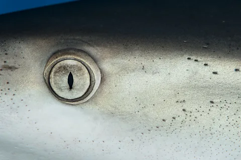 Hannes Klostermann/ Ocean Image Bank Sharks' aerodynamic skin is made for speed (Credit: Hannes Klostermann/ Ocean Image Bank)