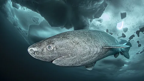 Lars von Ritter Zahony/ Ocean Image Bank A mottled grey Greenland shark swims beneath bright blue ice (Credit: Lars von Ritter Zahony/Ocean Image Bank)