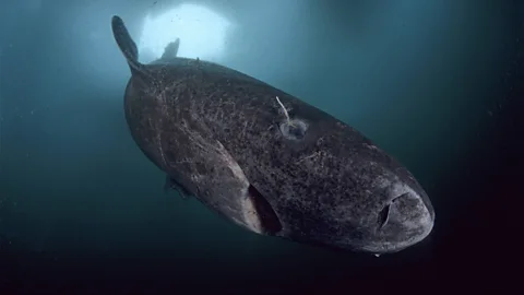Alamy Greenland sharks boast eyes built to last for centuries (Credit: Alamy)