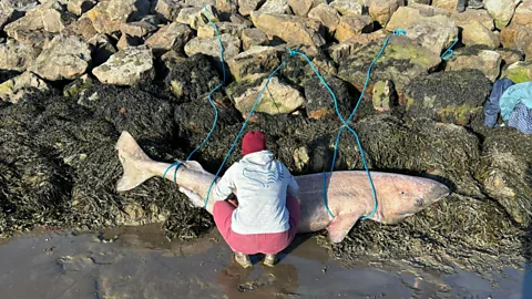 Ana Sanz/ Irish Whale and Dolphin Group In April 2026, a dead Greenland shark washed up on the Irish shore – the first ever to strand here (Credit: Ana Sanz/ Irish Whale and Dolphin Group)