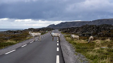 Fredrik Ahlsen/ Visit Norway A group of reindeer crossing the National Scenic route road between Hamningberg and Vardø in Varanger (Credit: Fredrik Ahlsen/ Visit Norway)