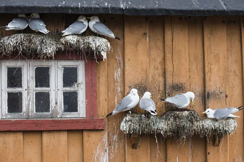 Getty Images In Vardø, Norway's easternmost town, black-legged kittiwakes nest on window ledges and beneath roof eaves (Credit: Getty Images)