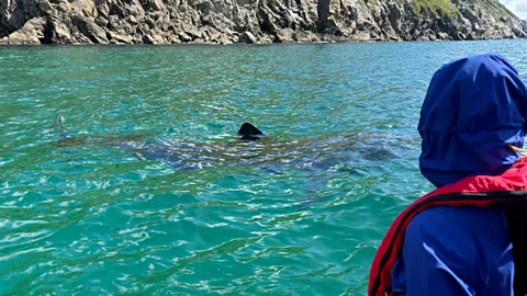 James O'Connor Many tour operators report that the sharks appear to approach their boats (Credit: James O'Connor)