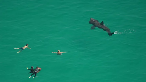 Getty Images Basking sharks swim especially close to the shore in Ireland (Credit: Getty Images)