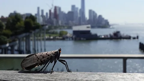 Getty Images The spotted lanternfly has a rapacious appetite and is hard to kill (Credit: Getty Images)
