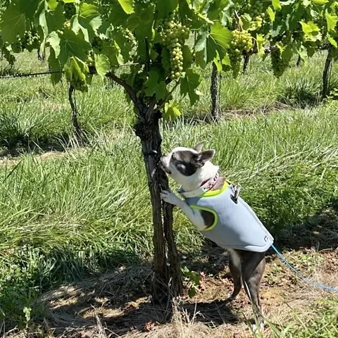 Virginia Tech Professional sniffer dogs are expensive, but pet dogs can make an eager and effective workforce (Credit: Virginia Tech)