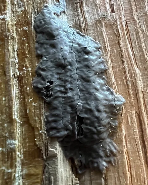 Virginia Tech A single spotted lanternfly egg mass can contain in the region of 30-50 eggs (Credit: Virginia Tech)
