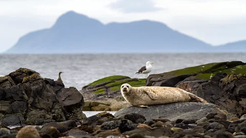 Alamy Smaller ships are able to get even closer to Scotland's spectacular wildlife (Credit: Alamy)