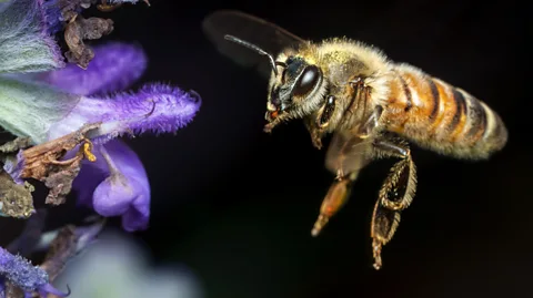 Getty Images Honeybees take a democratic approach to important decisions (Credit: Getty Images)